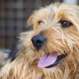 外が好きな犬