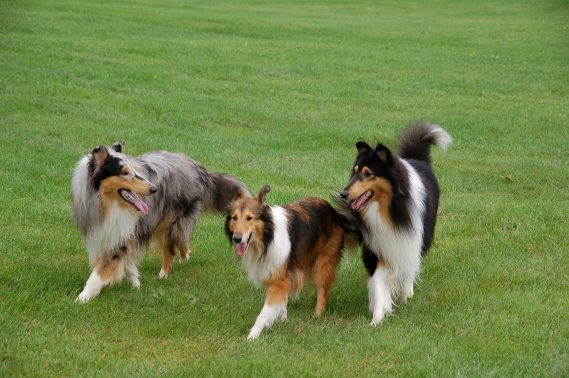 のびのび遊ぶ犬達