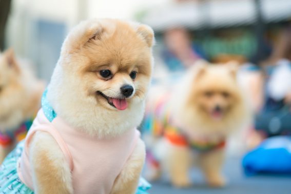 散歩にいく犬達