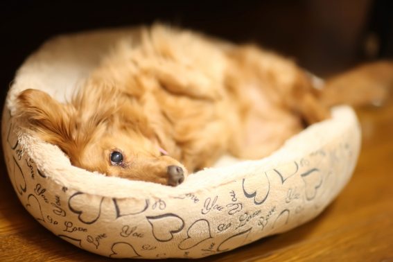 お気に入りの場所で寝る犬