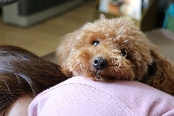 抱っこされる愛犬