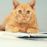 メガネをかけた猫