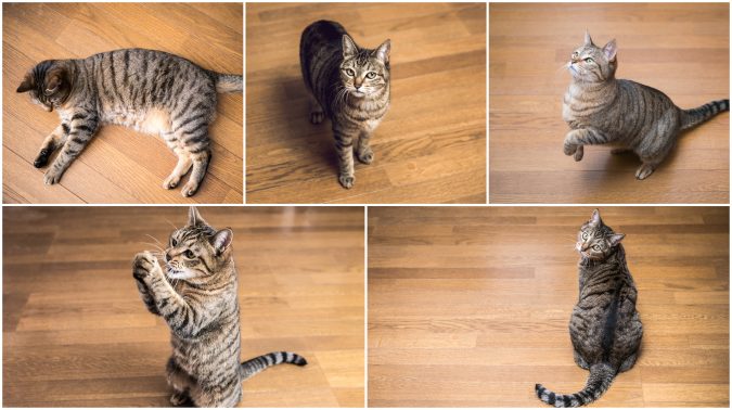 猫が室内で遊ぶ