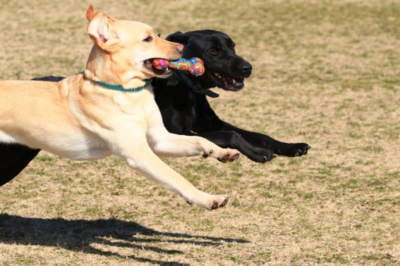 遊ぶ大型犬
