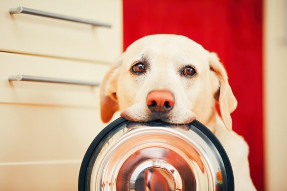 お腹が空いた犬