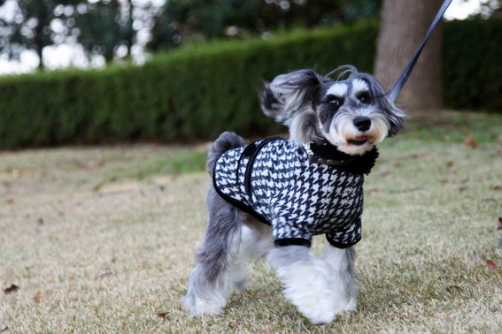 愛犬の散歩代行