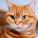 すました顔の猫
