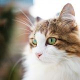街に溶け込む猫