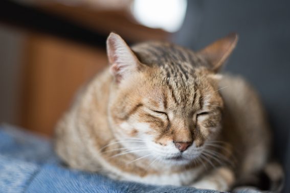 ゆったり眠る猫