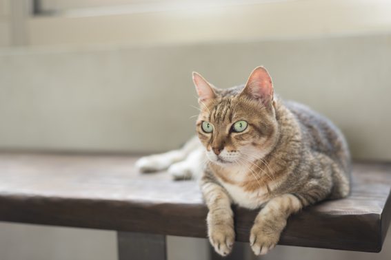 家でくつろぐ猫