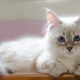 日向ぼっこする猫