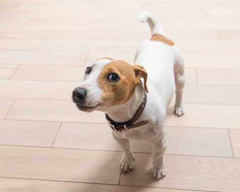 人と遊びたい犬