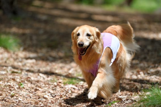 自然の中で遊ぶ犬