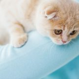 飼い主に抱かれる猫