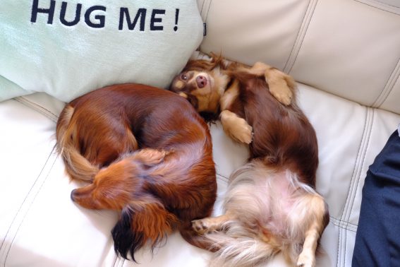 お気に入りの場所で眠る犬