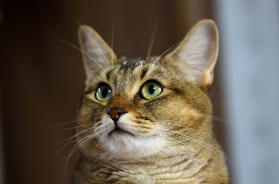 見上げる猫