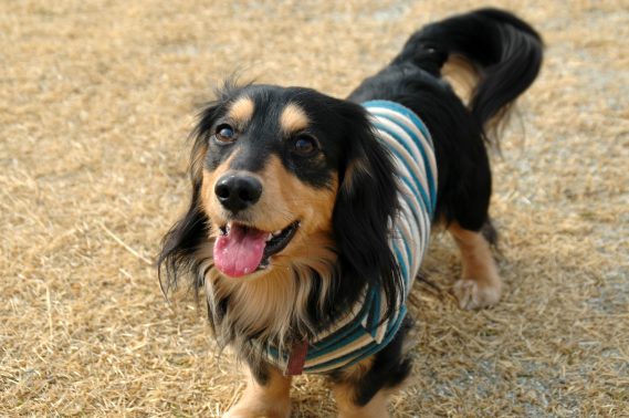 楽し気な愛犬