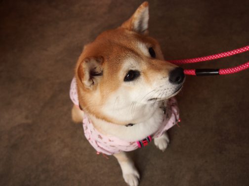 散歩に行きたい犬