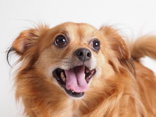 見つめる犬