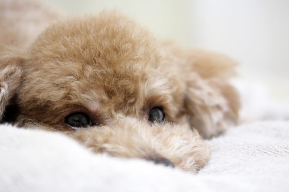 安心した場所で寝る犬