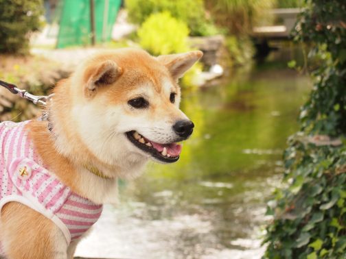 公園がいいね