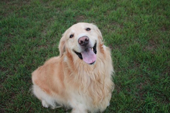 笑顔の犬