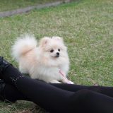 公園で遊ぶ犬と飼い主