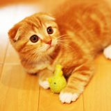 おもちゃで遊ぶ猫