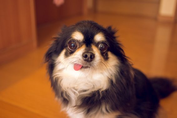 舌を出すチワワ