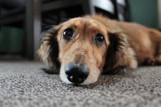 上目づかいの犬