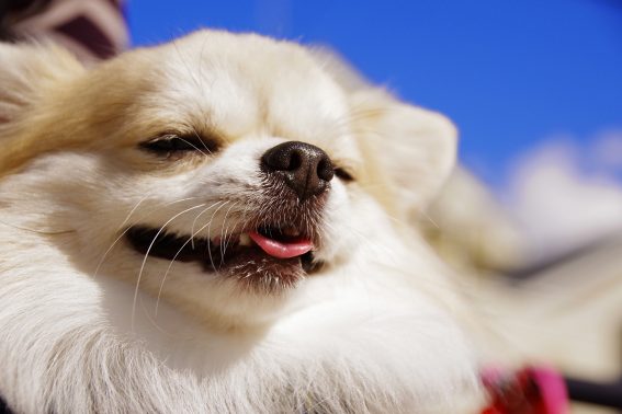 散歩中ゆったりする犬