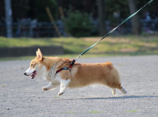 楽しげに散歩するコーギー