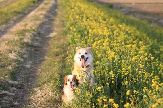 カメラ目線の犬達