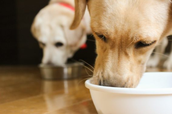 フードを食べる大型犬