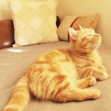 家でゆっくり過ごす猫
