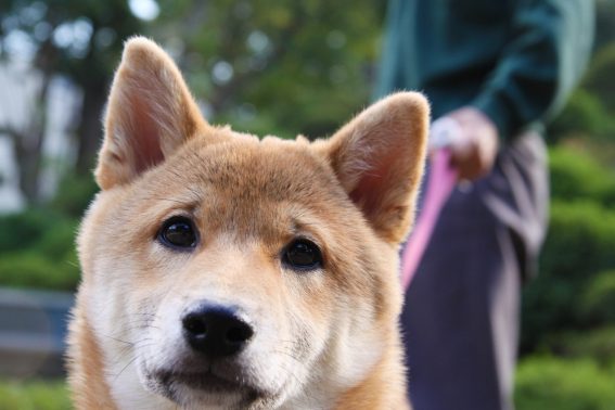 こちらを見る柴犬