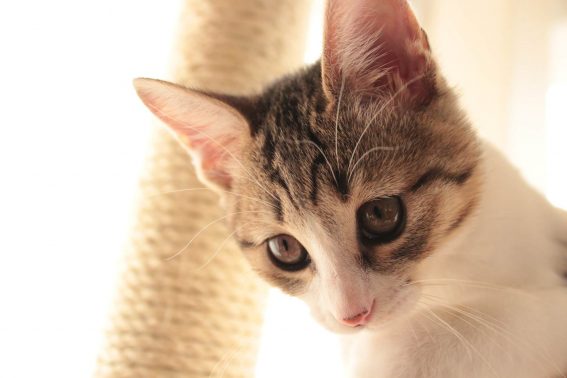 自宅にいる猫
