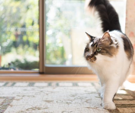 自宅でのびのび過ごす猫