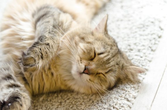 ぐっすり眠る猫