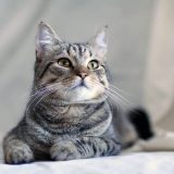 上を見る猫