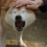 飼い主に撫でられる柴犬