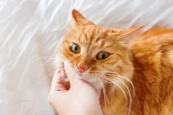 飼い主に撫でられる猫