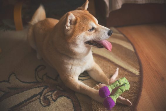 室内で遊ぶ犬