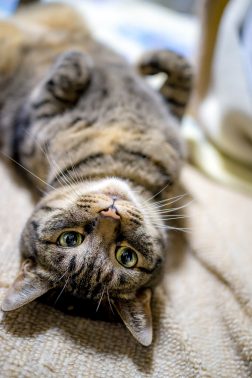 仰向けになる猫