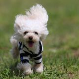 公園ではしゃぐ犬
