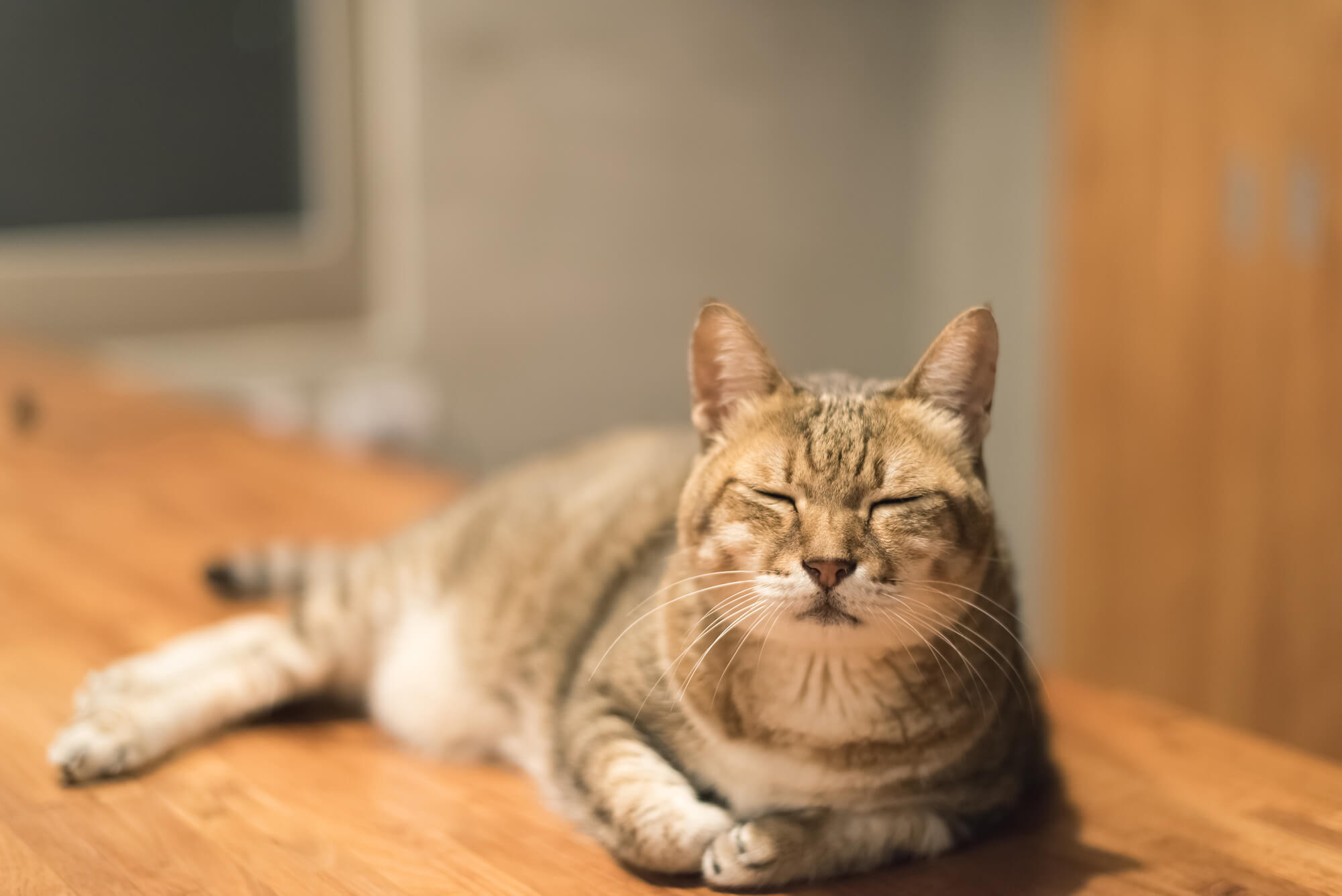 猫のペットシッター事情