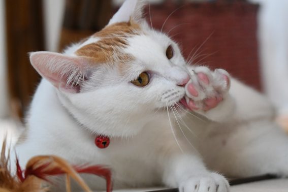 毛づくろいする猫