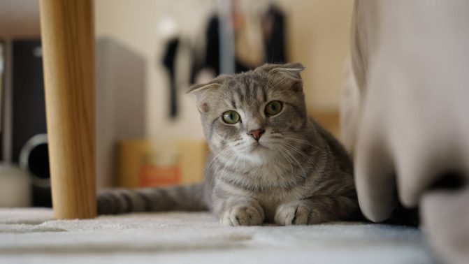 良い環境にいる愛猫