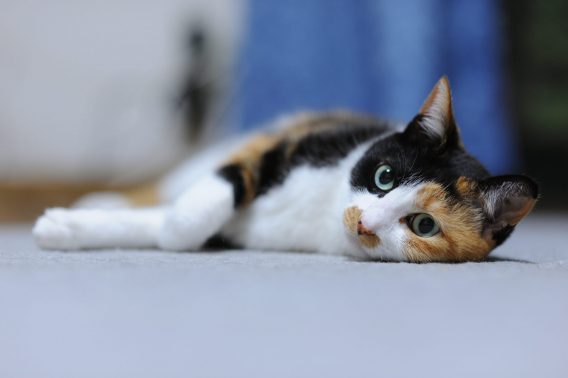 リラックスした愛猫