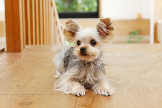 自宅で待つ愛犬